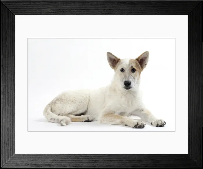 Framed Print : Picture No. 11050327