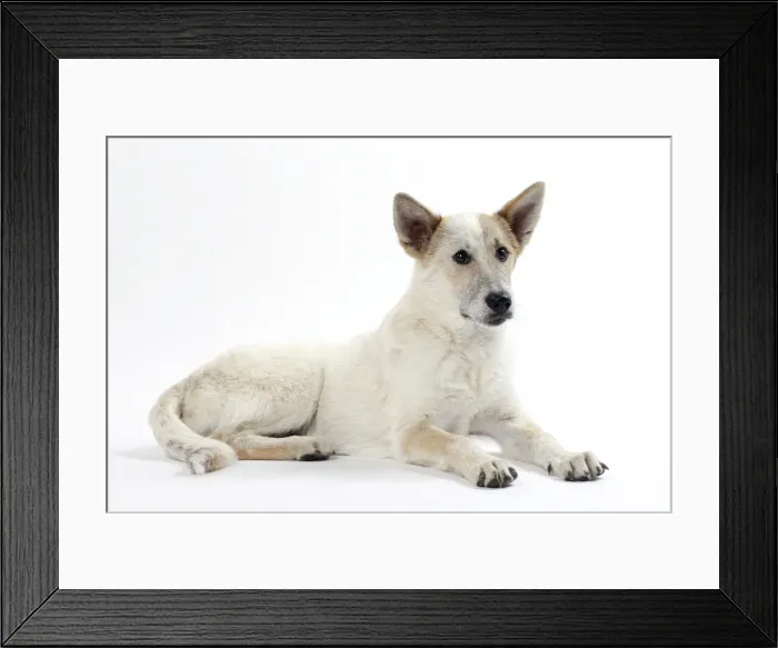 Framed Print : Picture No. 11050328 Framed Print : Picture No. 11050328