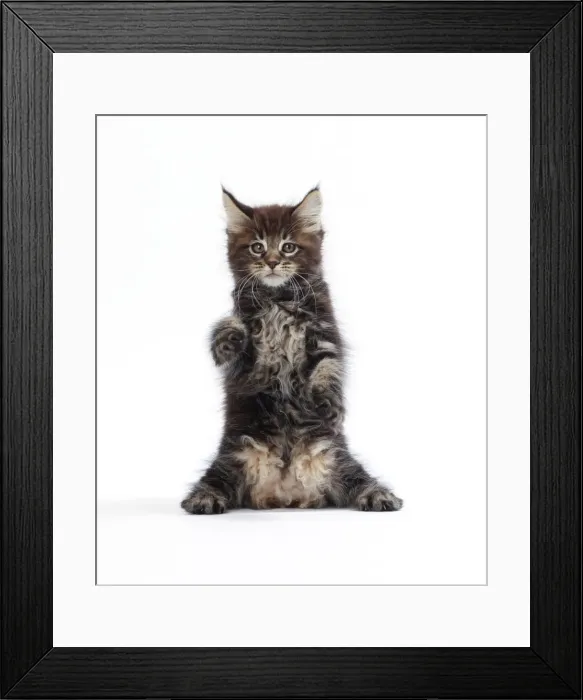 Framed Print : Picture No. 11050331 Framed Print : Picture No. 11050331