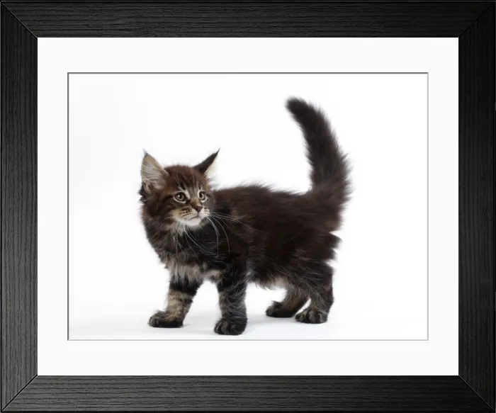 Framed Print : Picture No. 11050329 Framed Print : Picture No. 11050329
