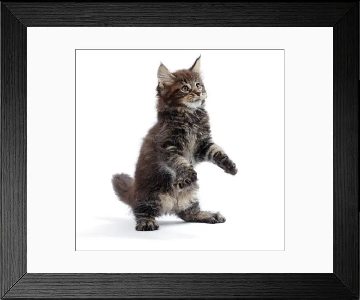 Framed Print : Picture No. 11050334 Framed Print : Picture No. 11050334
