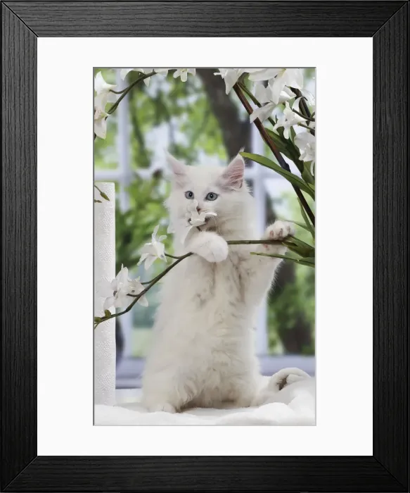 Framed Print : Picture No. 11050338 Framed Print : Picture No. 11050338