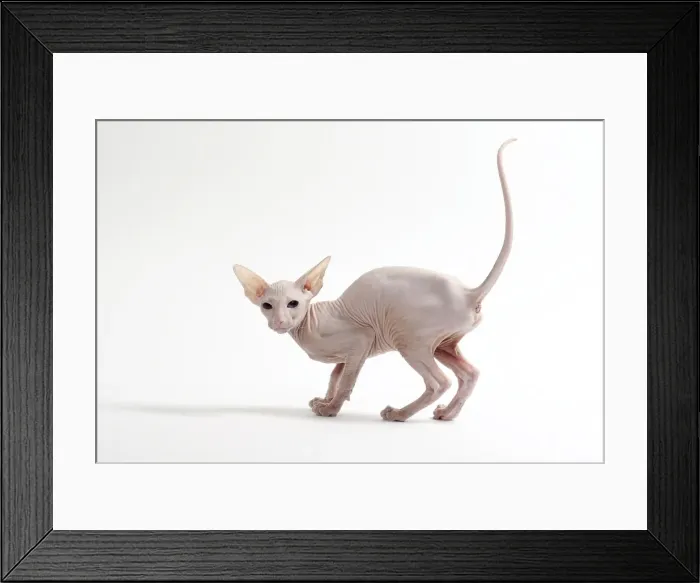 Framed Print : Picture No. 11050341 Framed Print : Picture No. 11050341