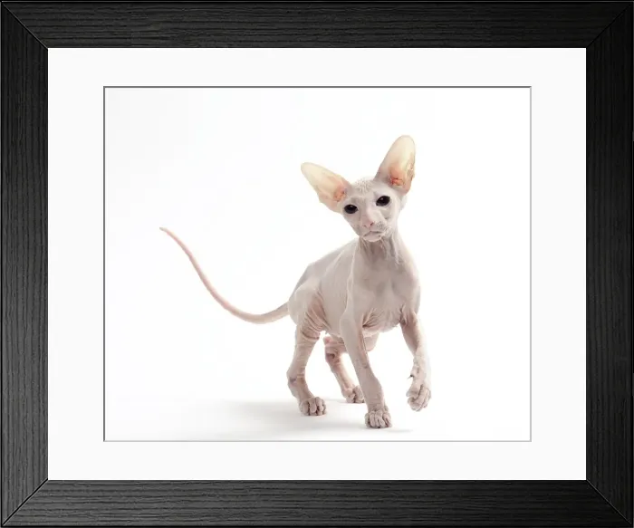 Framed Print : Picture No. 11050342 Framed Print : Picture No. 11050342