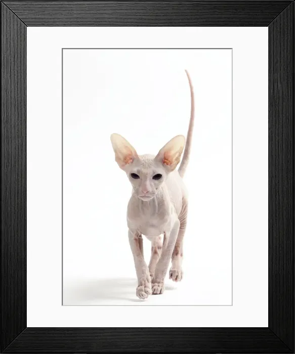 Framed Print : Picture No. 11050344