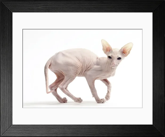 Framed Print : Picture No. 11050343 Framed Print : Picture No. 11050343