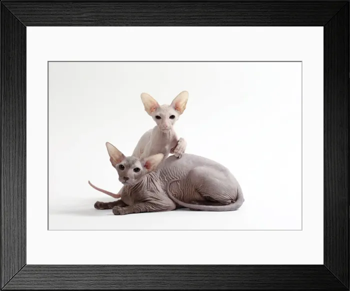 Framed Print : Picture No. 11050345 Framed Print : Picture No. 11050345