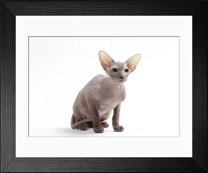 Framed Print : Picture No. 11050348 Framed Print : Picture No. 11050348