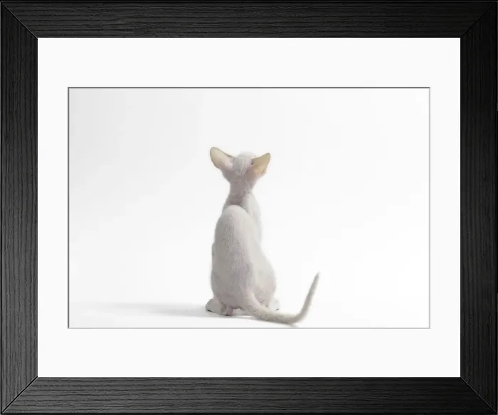 Framed Print : Picture No. 11050349 Framed Print : Picture No. 11050349