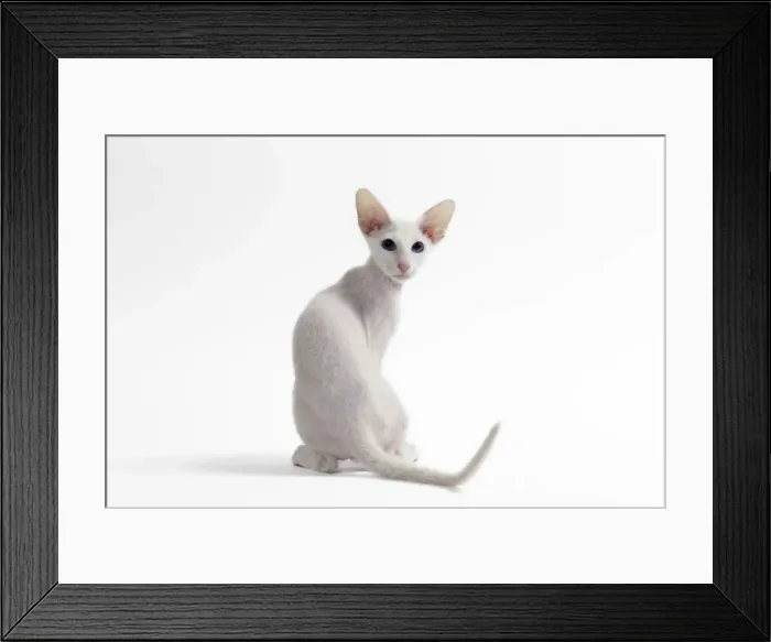 Framed Print : Picture No. 11050350 Framed Print : Picture No. 11050350