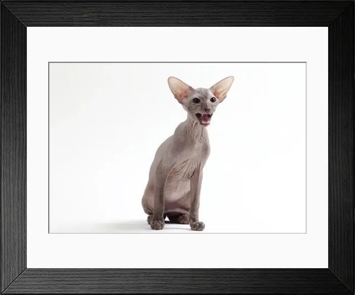 Framed Print : Picture No. 11050347 Framed Print : Picture No. 11050347