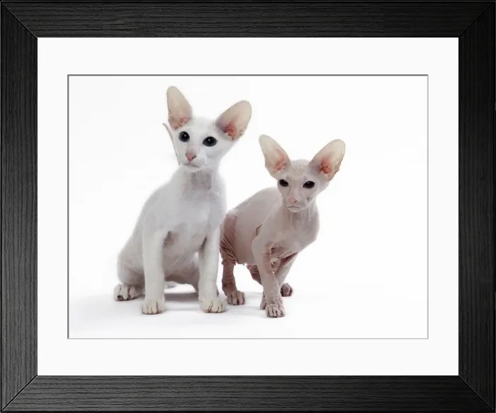 Framed Print : Picture No. 11050352 Framed Print : Picture No. 11050352
