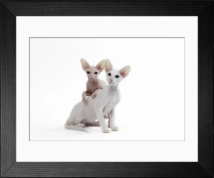 Framed Print : Picture No. 11050353 Framed Print : Picture No. 11050353