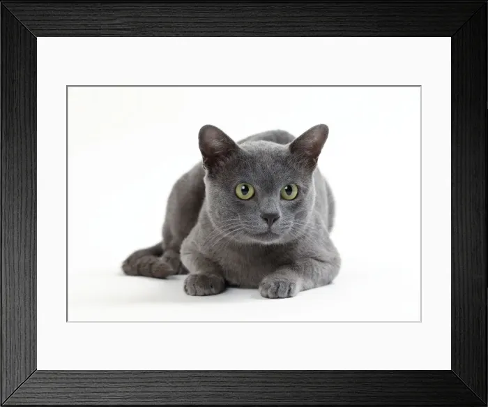 Framed Print : Picture No. 11050354 Framed Print : Picture No. 11050354