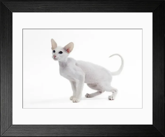 Framed Print : Picture No. 11050351 Framed Print : Picture No. 11050351