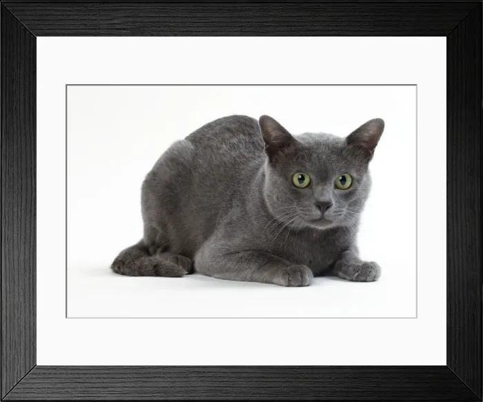 Framed Print : Picture No. 11050355 Framed Print : Picture No. 11050355