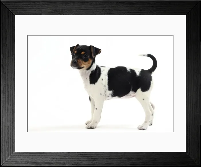 Framed Print : Picture No. 11050357 Framed Print : Picture No. 11050357