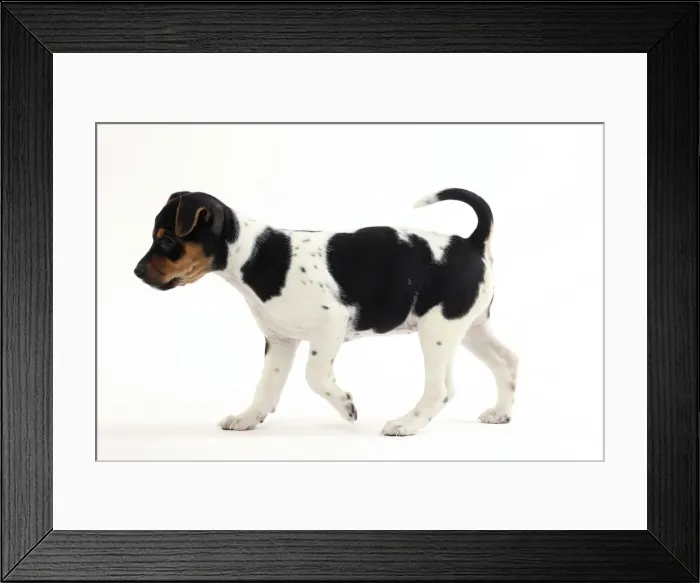 Framed Print : Picture No. 11050358 Framed Print : Picture No. 11050358