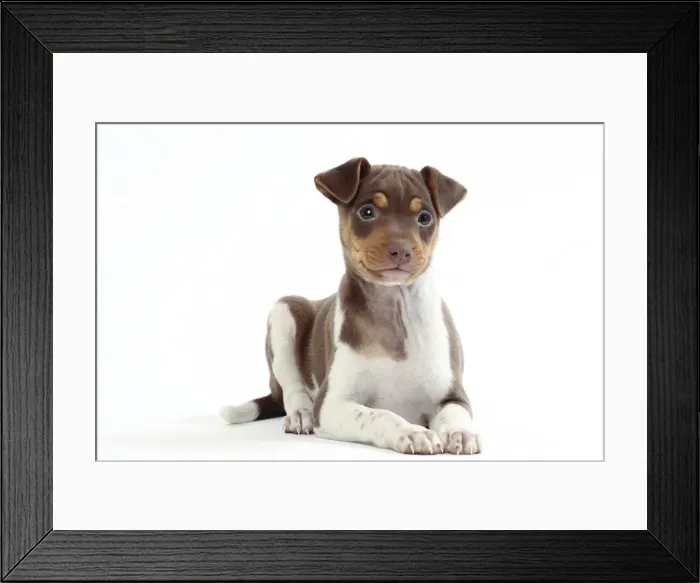 Framed Print : Picture No. 11050359 Framed Print : Picture No. 11050359
