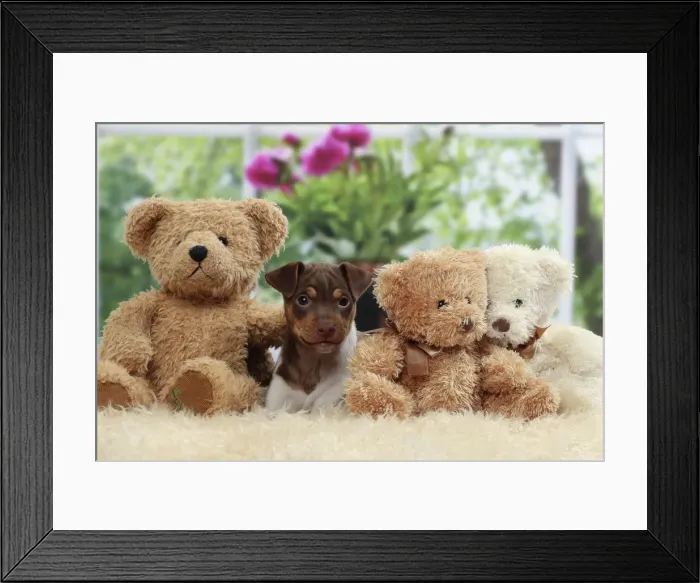 Framed Print : Picture No. 11050361 Framed Print : Picture No. 11050361