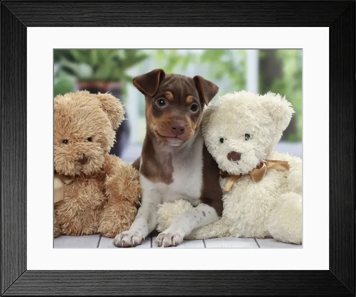 Framed Print : Picture No. 11050362 Framed Print : Picture No. 11050362