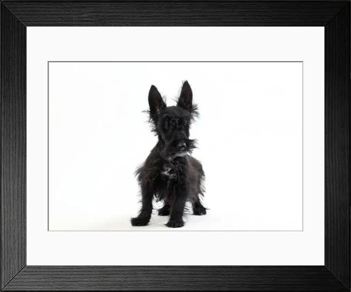 Framed Print : Picture No. 11050364 Framed Print : Picture No. 11050364
