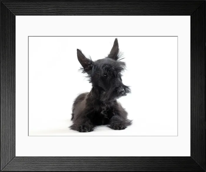 Framed Print : Picture No. 11050363 Framed Print : Picture No. 11050363