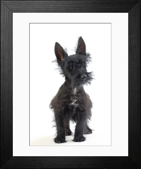 Framed Print : Picture No. 11050365 Framed Print : Picture No. 11050365