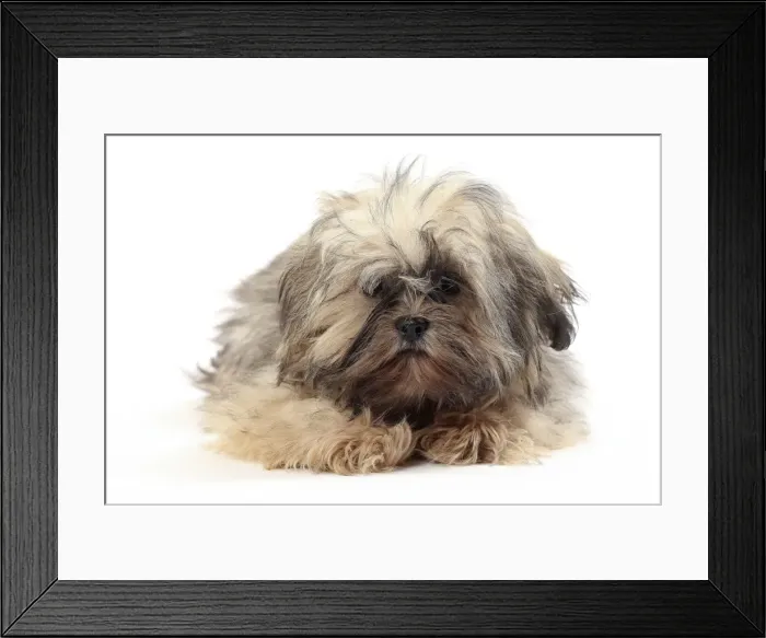 Framed Print : Picture No. 11050366 Framed Print : Picture No. 11050366