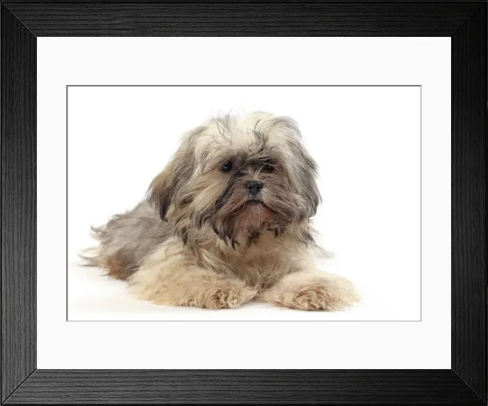 Framed Print : Picture No. 11050367 Framed Print : Picture No. 11050367