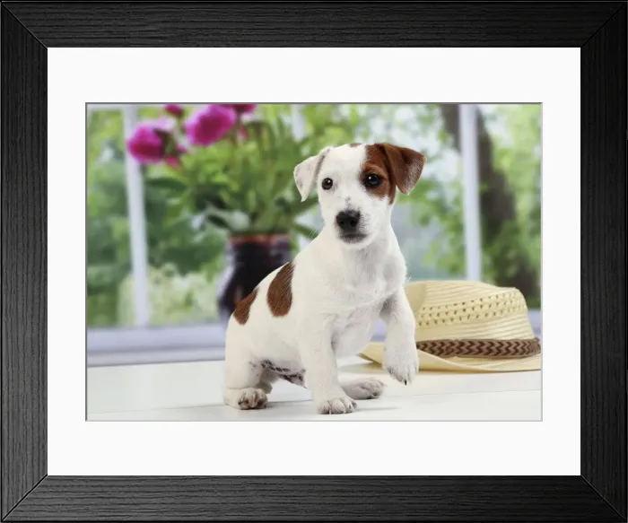 Framed Print : Picture No. 11050371 Framed Print : Picture No. 11050371