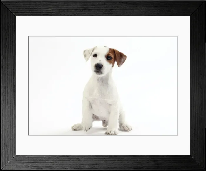 Framed Print : Picture No. 11050370 Framed Print : Picture No. 11050370