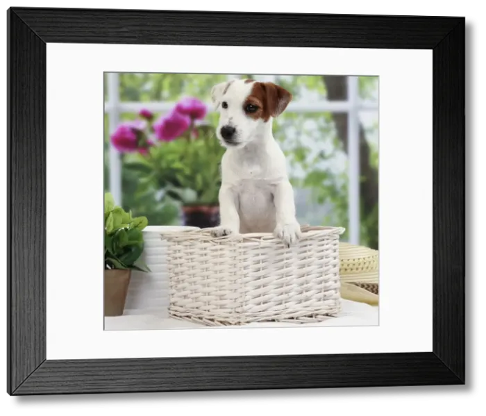 Framed Print : Picture No. 11050373