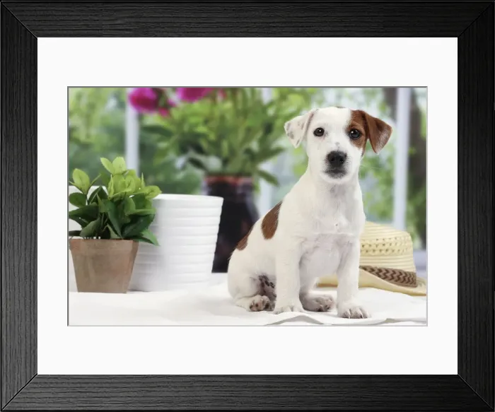 Framed Print : Picture No. 11050372