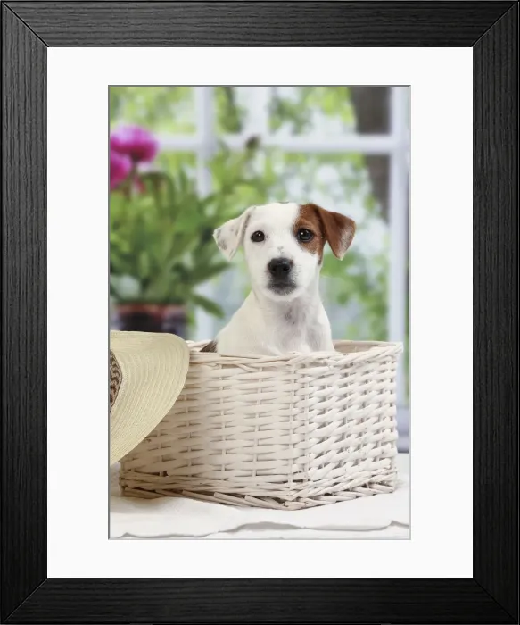 Framed Print : Picture No. 11050374