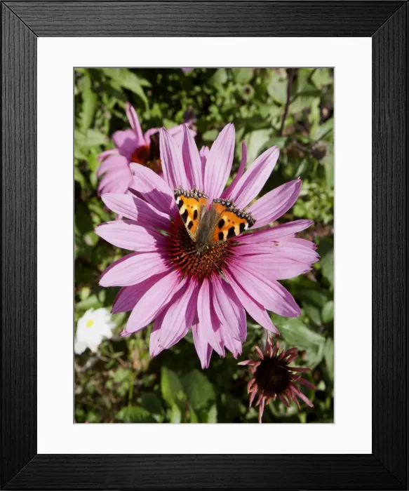 Framed Print : Picture No. 11050398 Framed Print : Picture No. 11050398