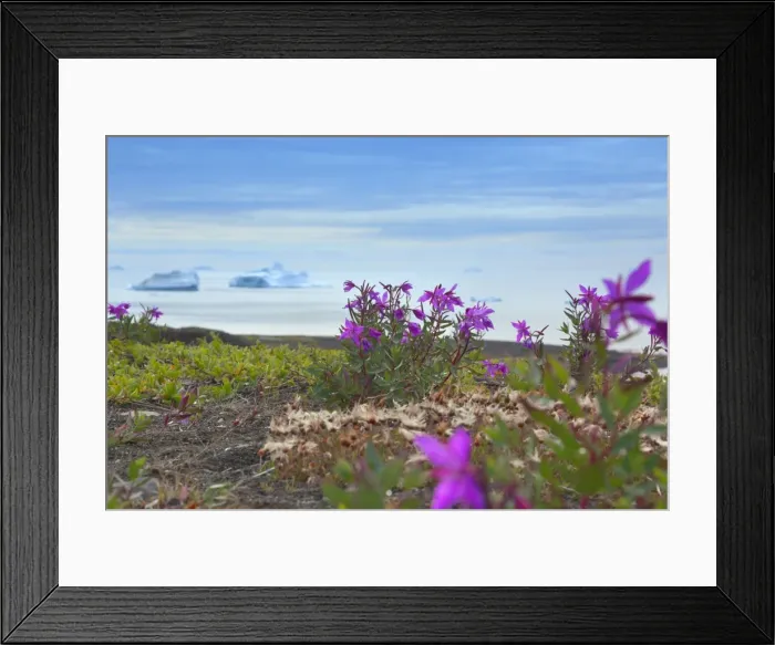 Framed Print : Picture No. 11050476 Framed Print : Picture No. 11050476