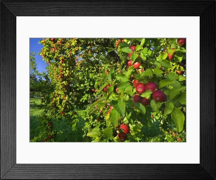 Framed Print : Picture No. 11050511 Framed Print : Picture No. 11050511