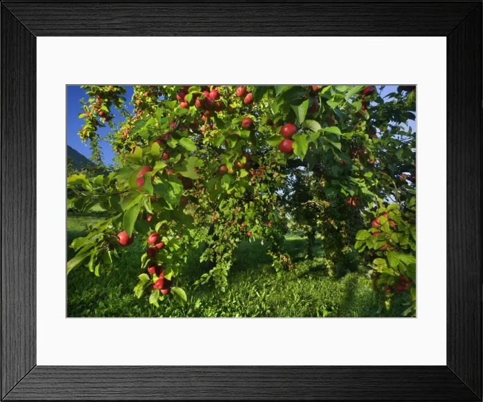 Framed Print : Picture No. 11050512 Framed Print : Picture No. 11050512