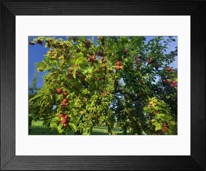 Framed Print : Picture No. 11050513 Framed Print : Picture No. 11050513