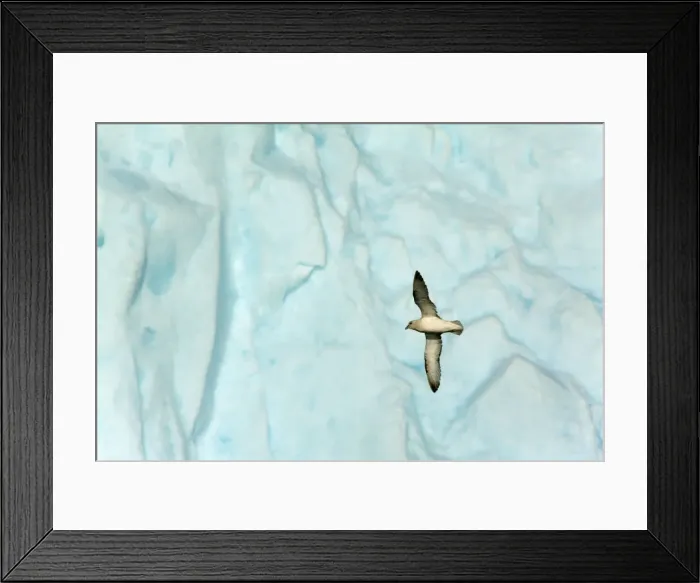 Framed Print : Picture No. 11050515 Framed Print : Picture No. 11050515
