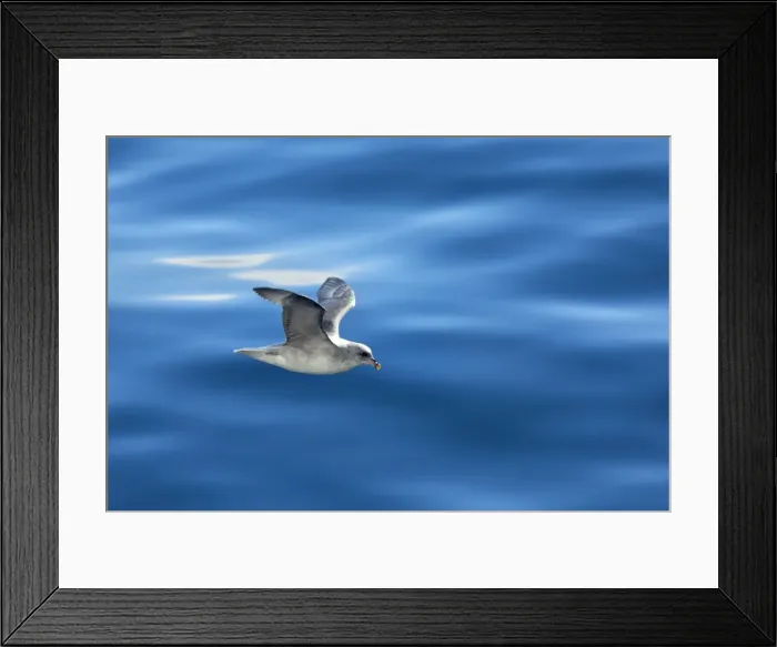 Framed Print : Picture No. 11050516 Framed Print : Picture No. 11050516