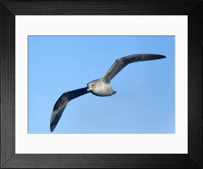Framed Print : Picture No. 11050519 Framed Print : Picture No. 11050519