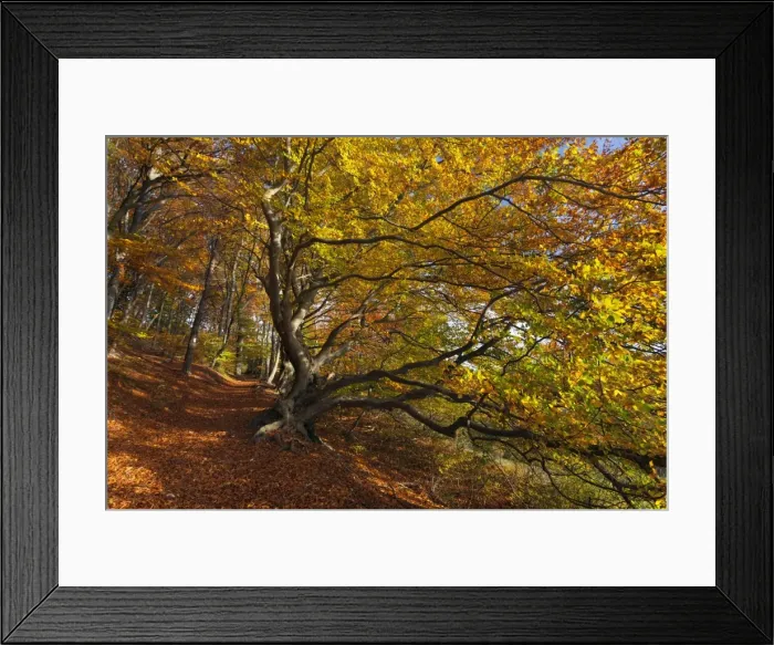 Framed Print : Picture No. 11050520 Framed Print : Picture No. 11050520