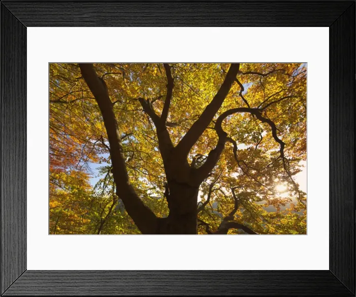 Framed Print : Picture No. 11050521 Framed Print : Picture No. 11050521