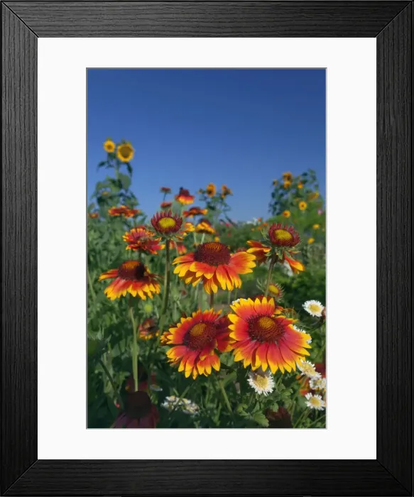 Framed Print : Picture No. 11050522 Framed Print : Picture No. 11050522