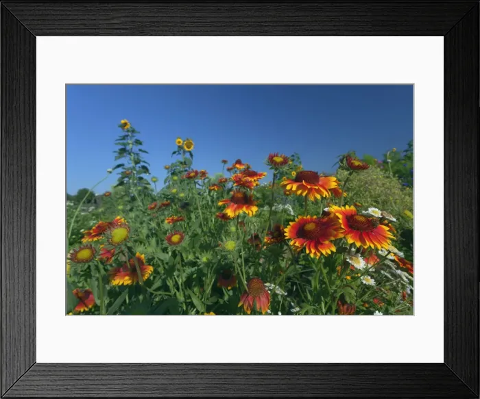 Framed Print : Picture No. 11050523 Framed Print : Picture No. 11050523
