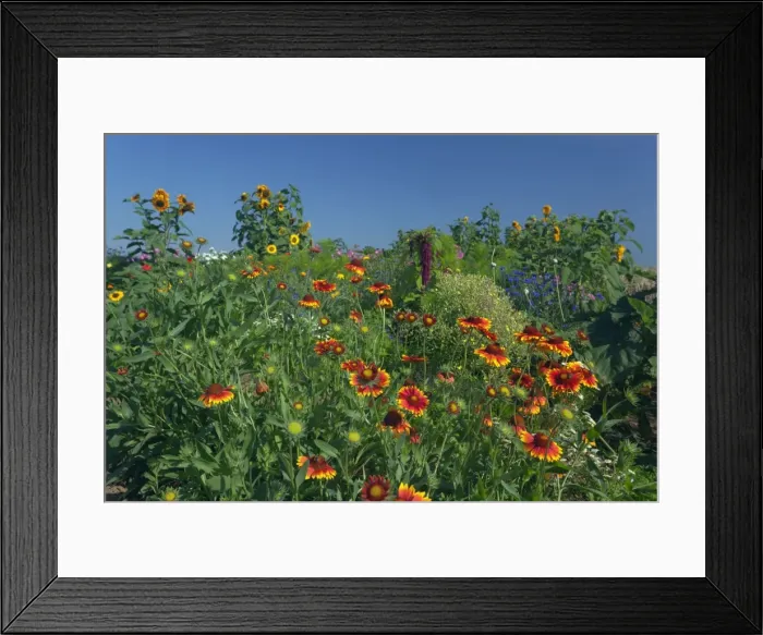 Framed Print : Picture No. 11050524 Framed Print : Picture No. 11050524