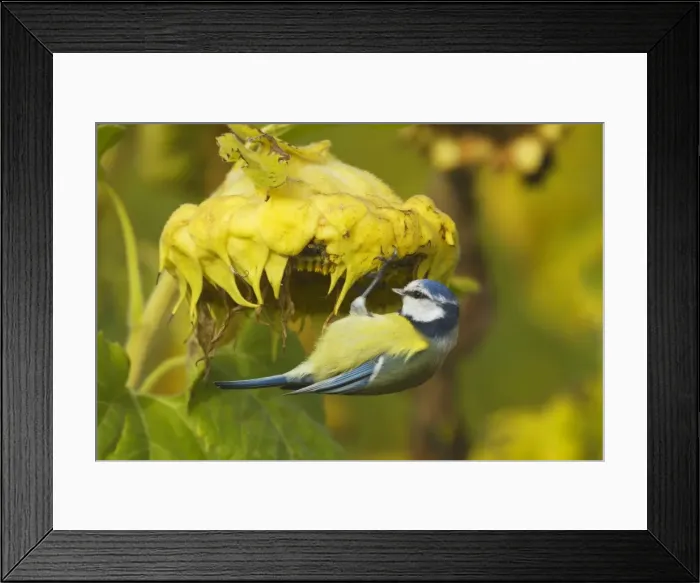 Framed Print : Picture No. 11050525 Framed Print : Picture No. 11050525