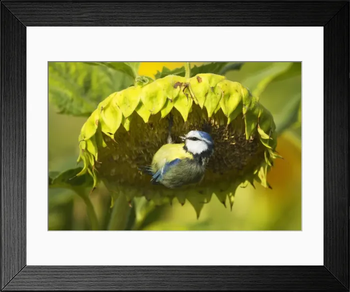 Framed Print : Picture No. 11050526 Framed Print : Picture No. 11050526